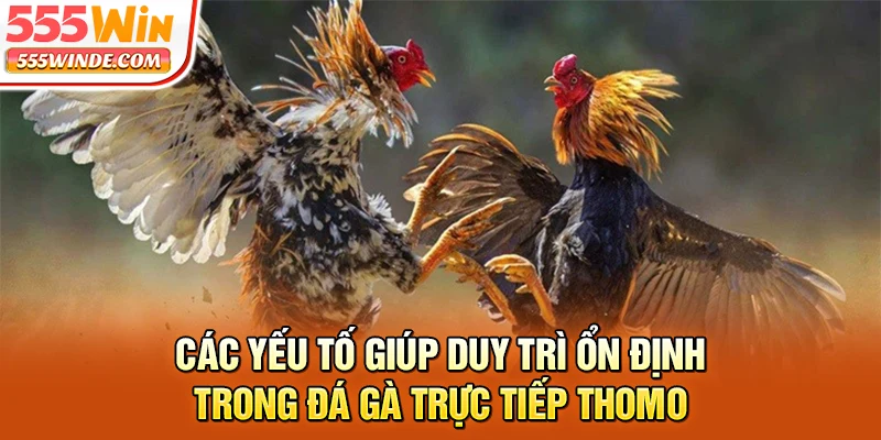 Các yếu tố giúp duy trì ổn định trong đá gà trực tiếp Thomo