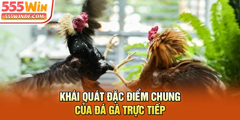Khái quát đặc điểm chung của đá gà trực tiếp